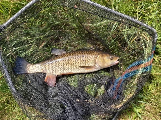 Döbel