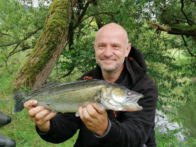 Zander