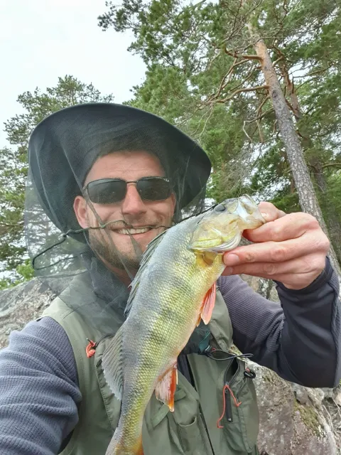 Flussbarsch