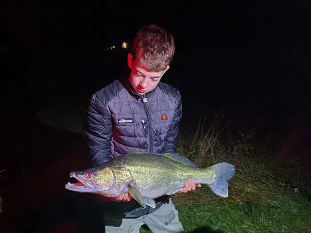 Zander