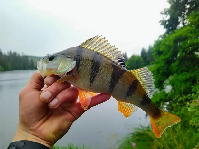 Flussbarsch
