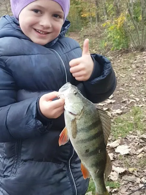 Flussbarsch
