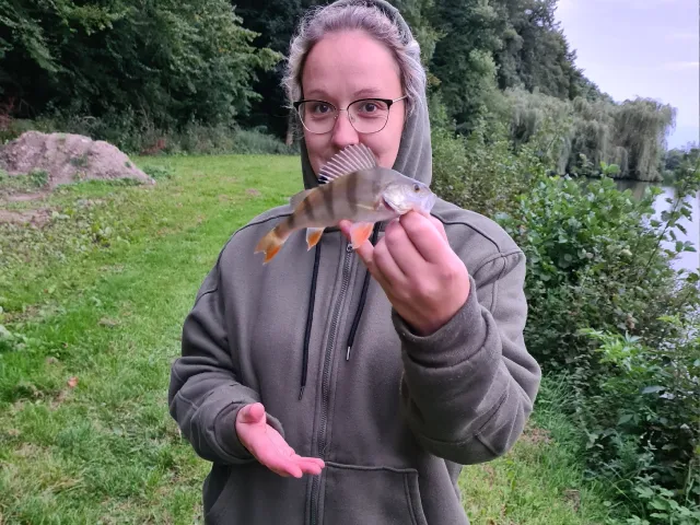 Flussbarsch