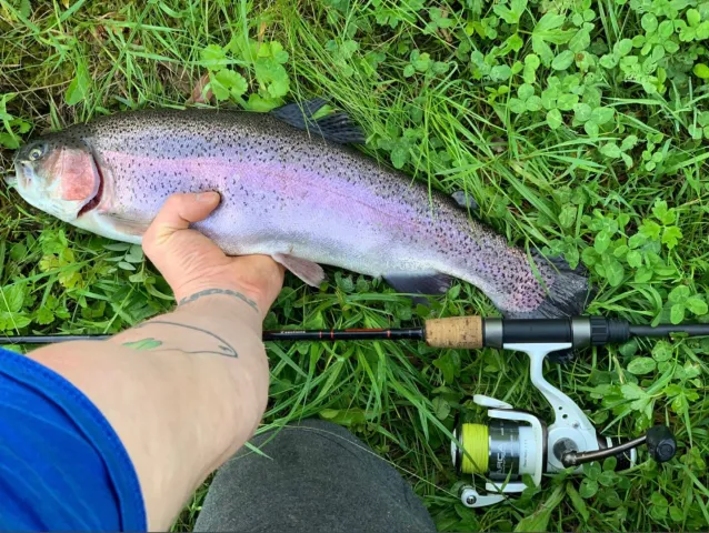 Regenbogenforelle