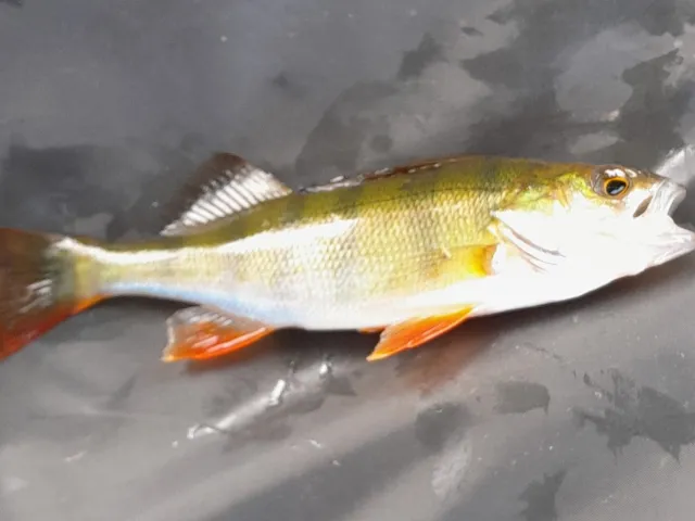 Flussbarsch