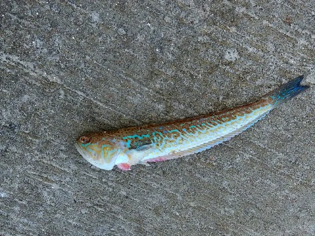 Petermännchen