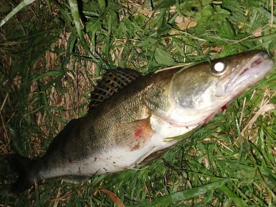 Zander