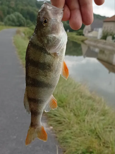 Flussbarsch