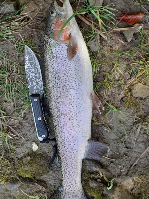 Regenbogenforelle