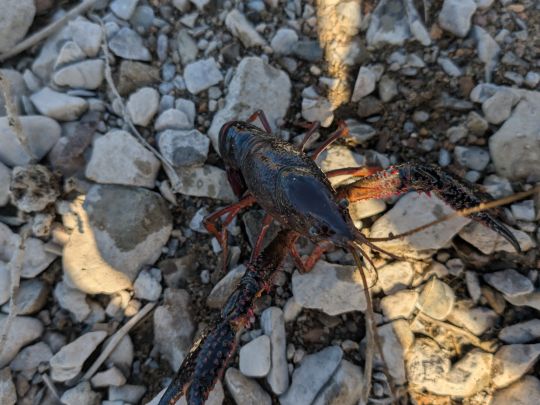 Roter amerikanischer Sumpfkrebs