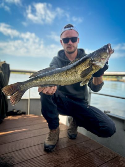 Zander