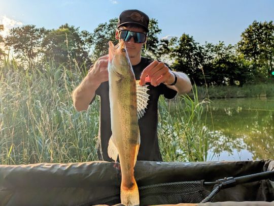 Zander