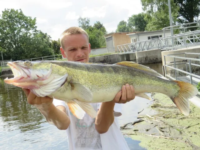 Zander