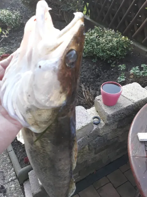 Zander
