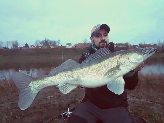 Zander