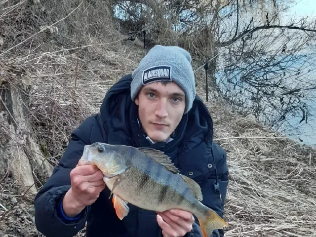 Flussbarsch