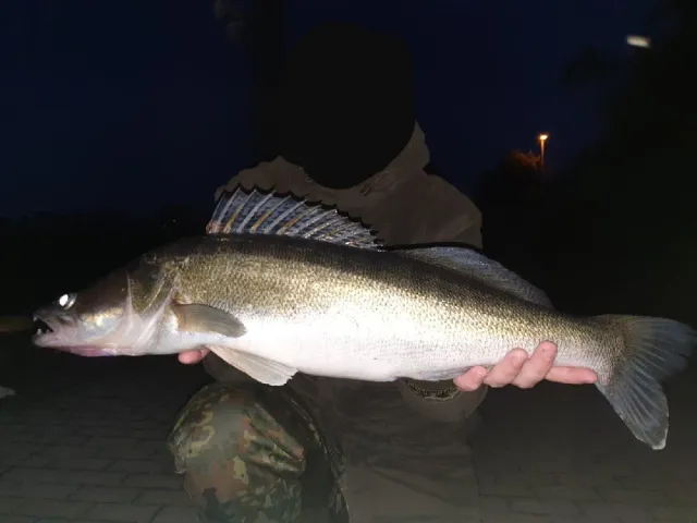 Zander