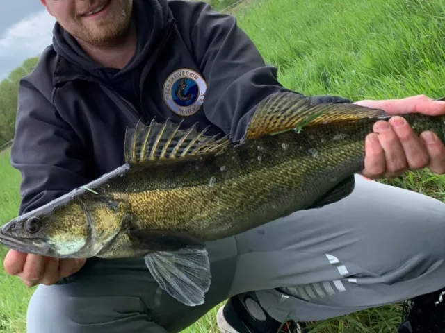 Zander