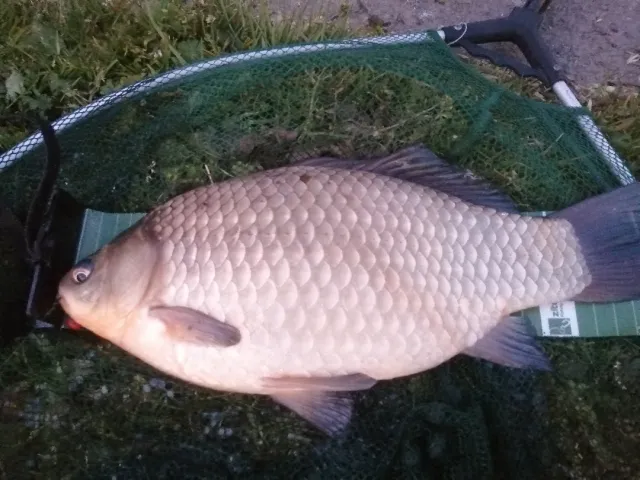 Giebel