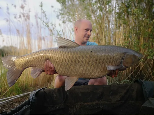 Graskarpfen