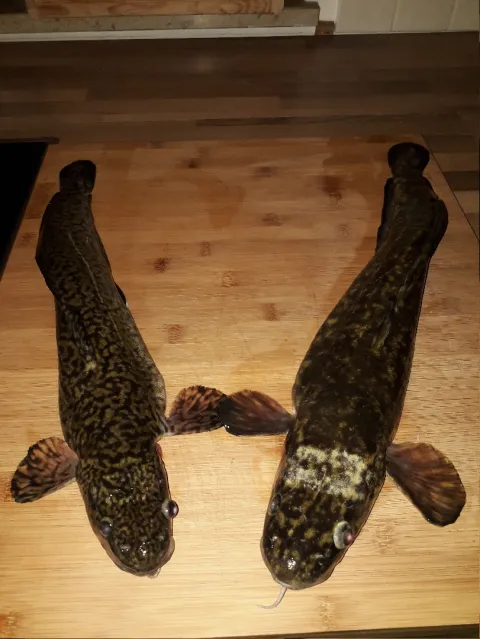 Quappe