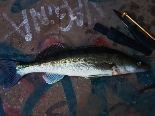 Zander