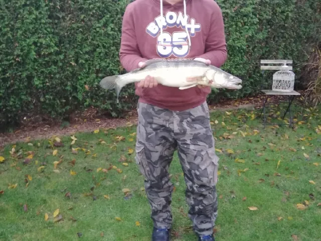 Zander
