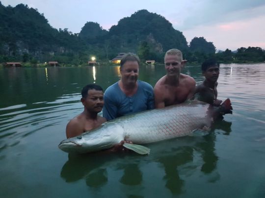Arapaima