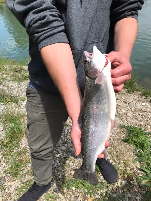 Regenbogenforelle
