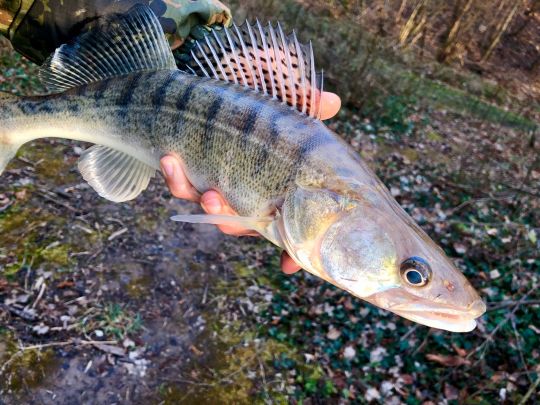 Zander