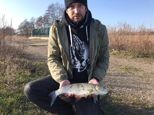 Döbel
