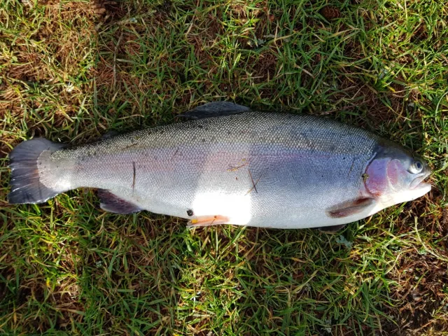 Regenbogenforelle