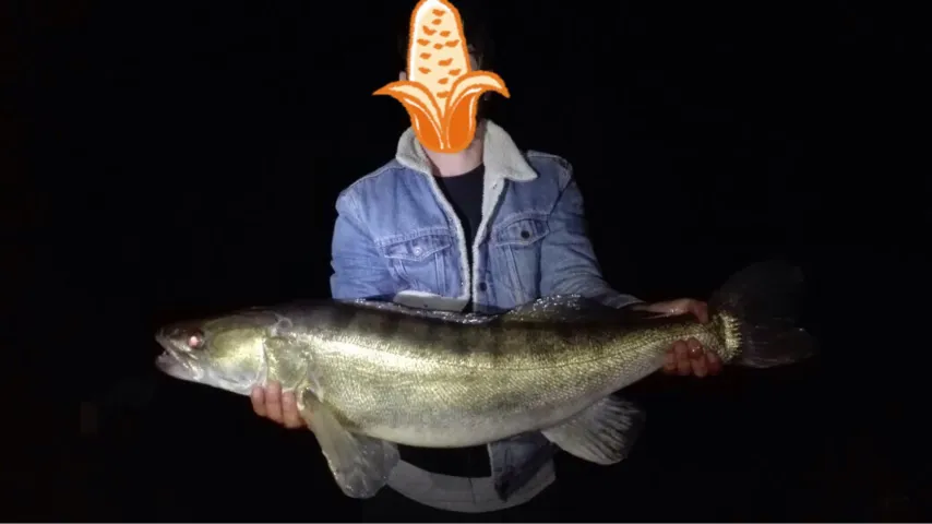 Zander