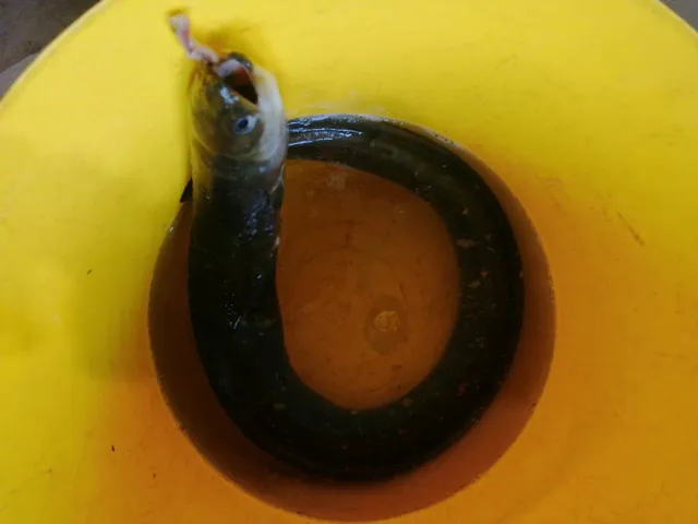 Aal