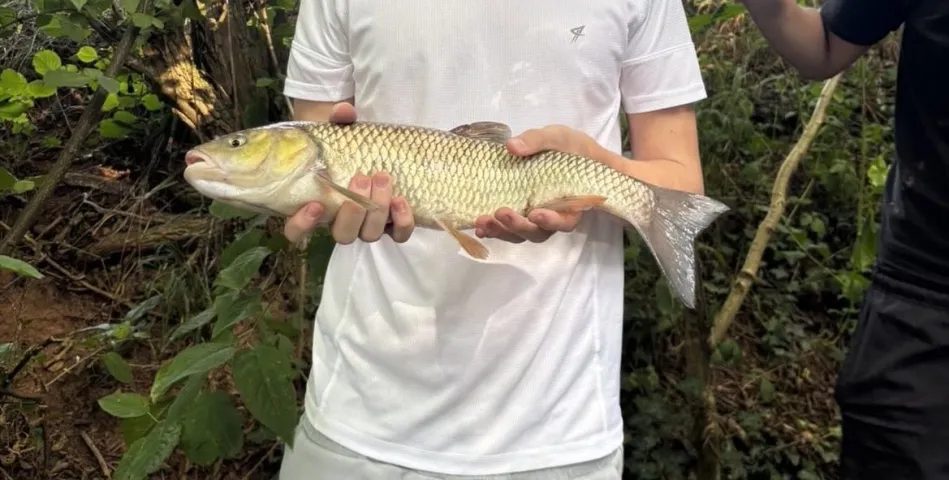 Döbel