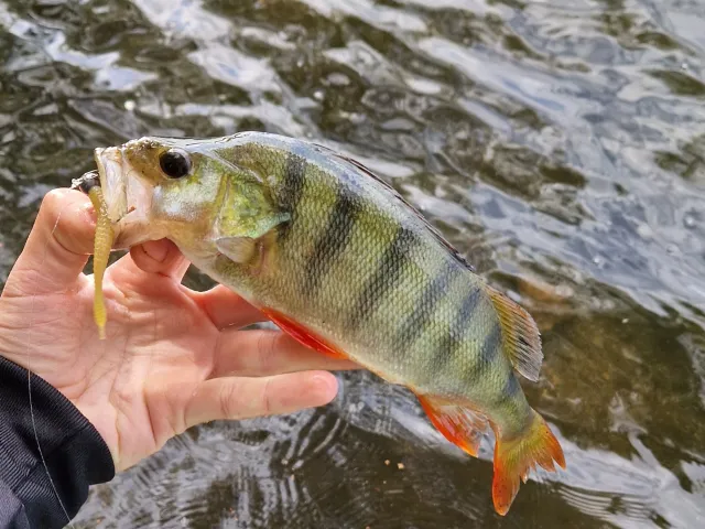 Flussbarsch