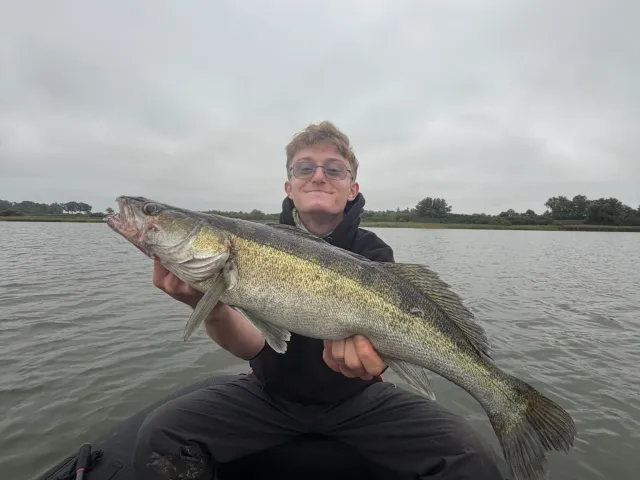 Zander
