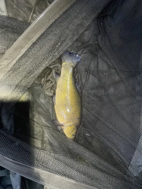 Schleie
