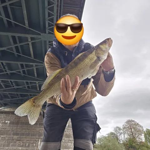 Zander