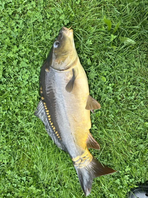 Karpfen