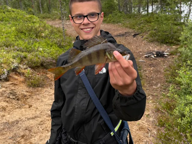 Flussbarsch