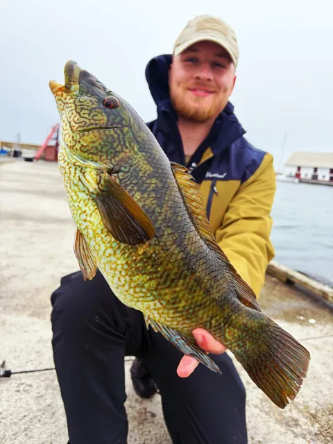 Lippfisch