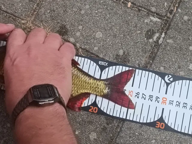 Rotfeder