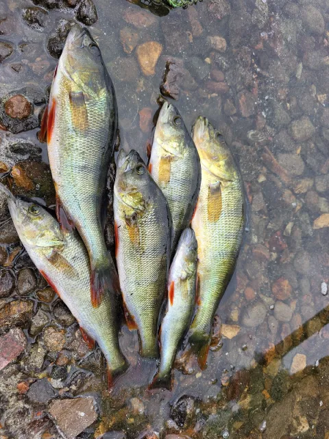 Flussbarsch