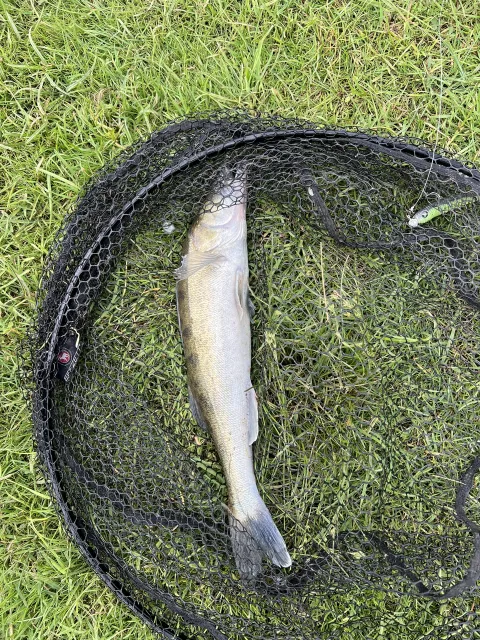 Zander