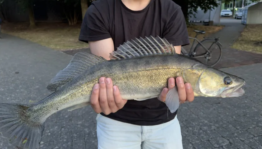 Zander