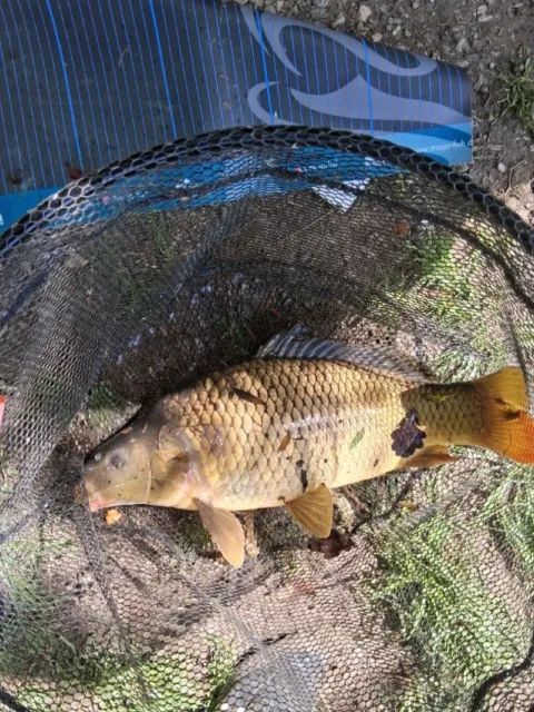 Karpfen