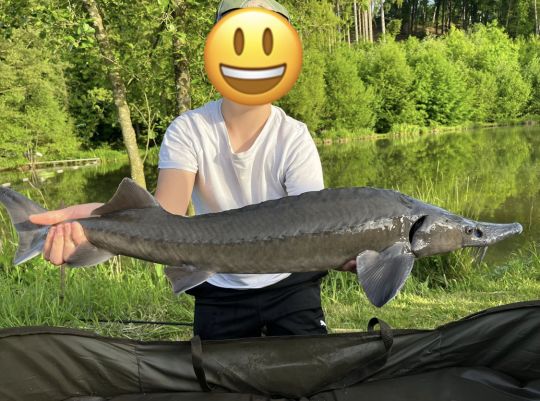Stör