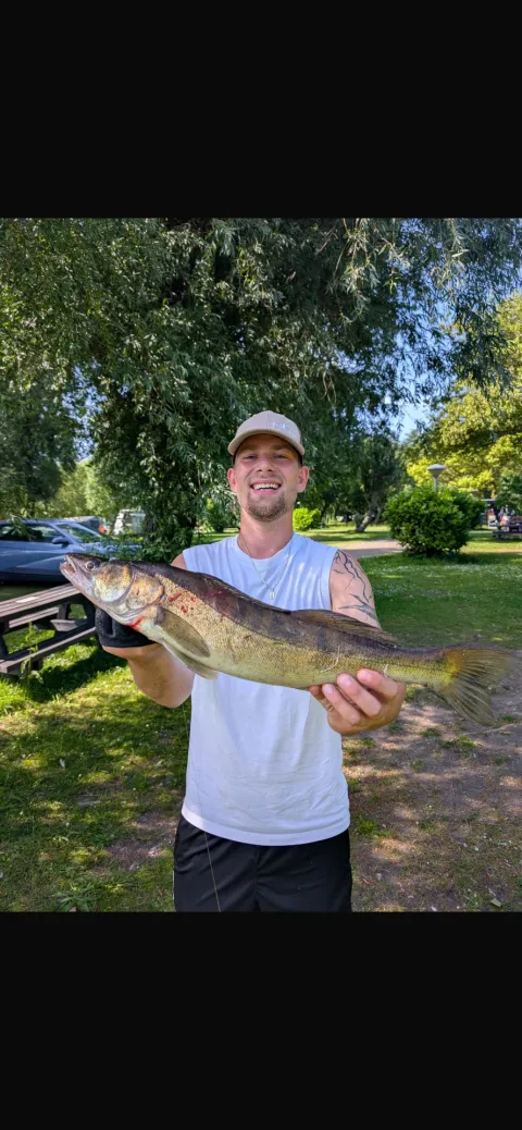 Zander