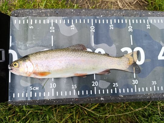 Regenbogenforelle